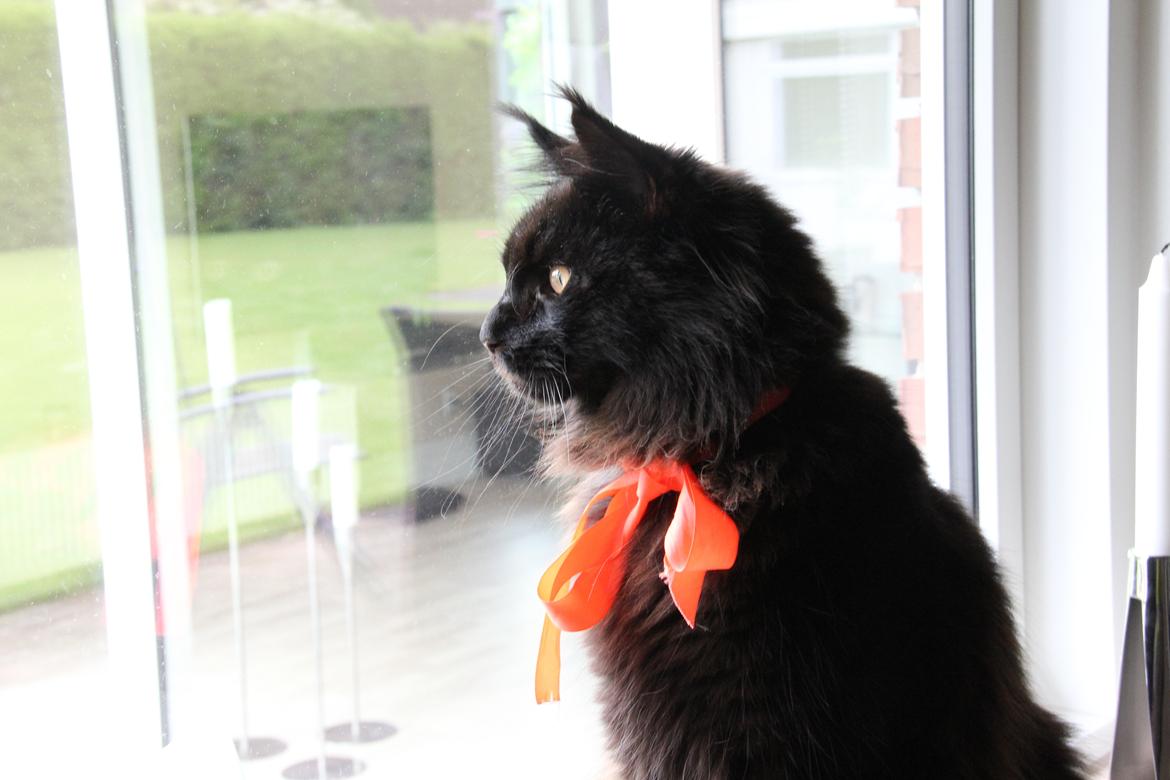 Maine Coon Piratos - så har mulleren været i bad. billede 20