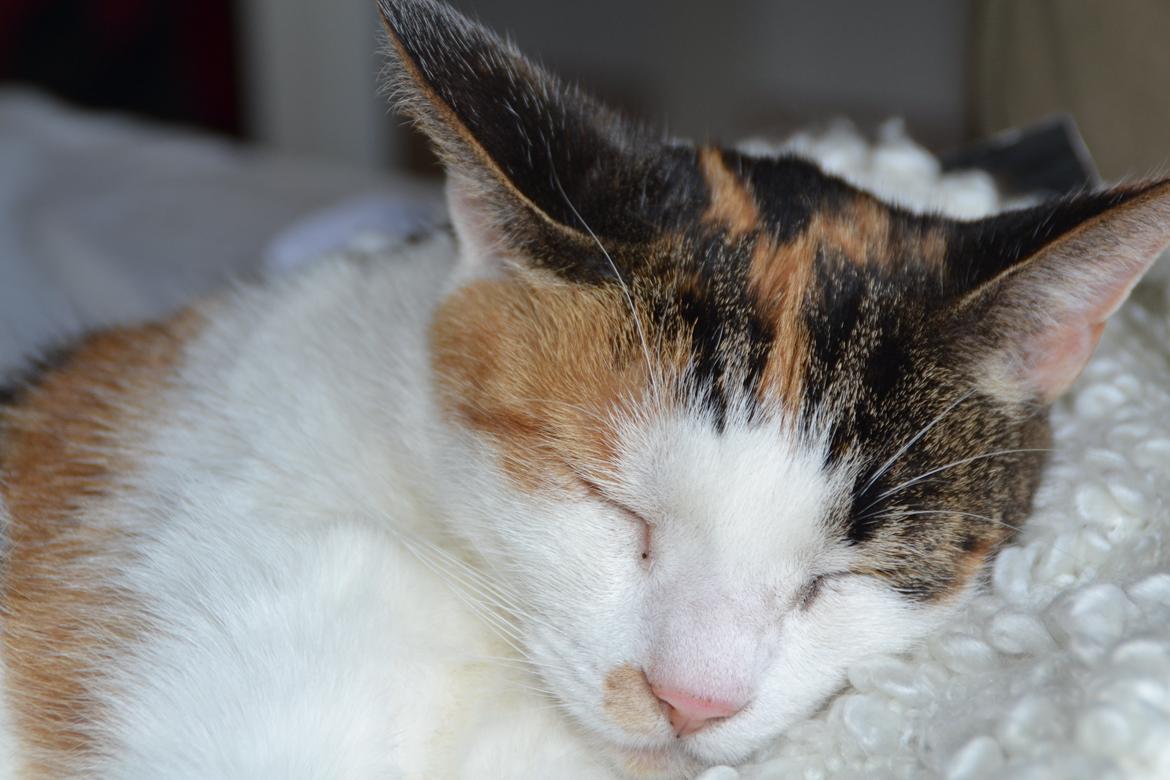 Europé Misse billede 2