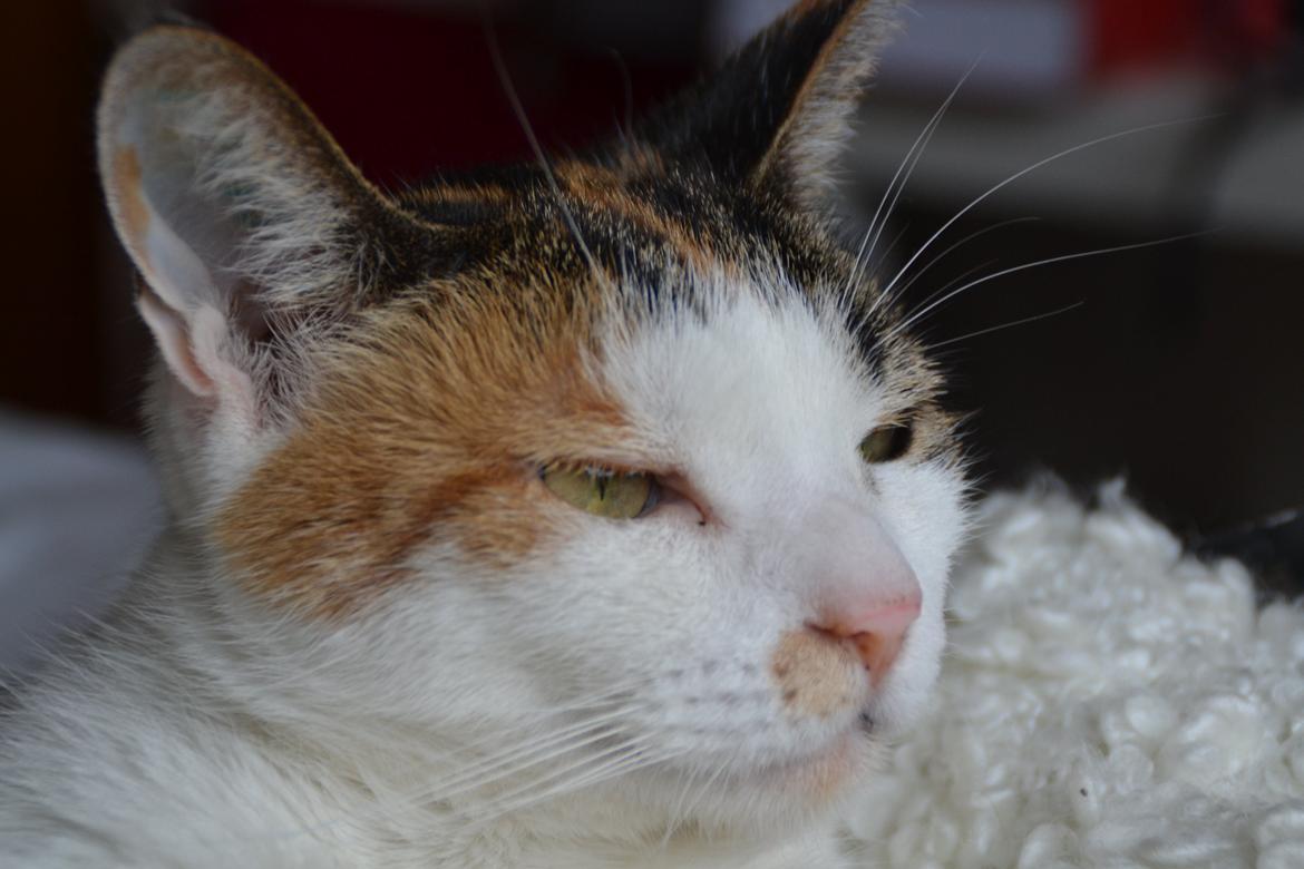 Europé Misse billede 3