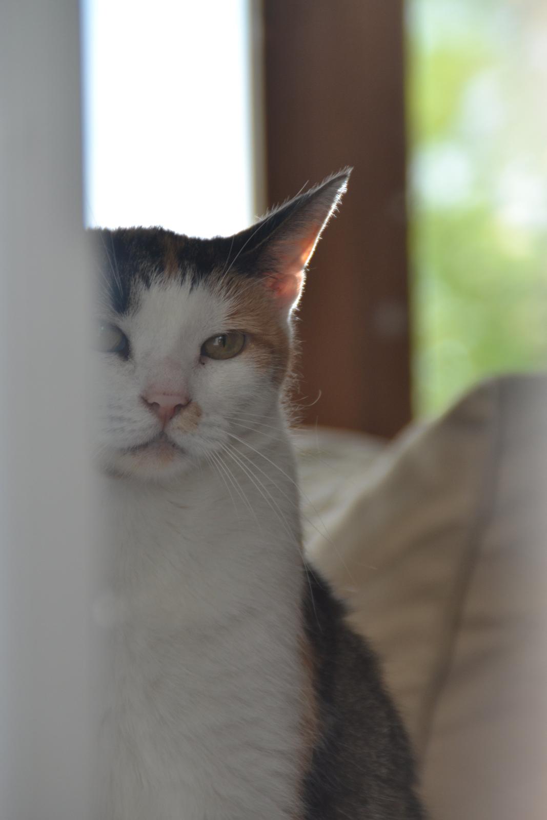 Europé Misse billede 4