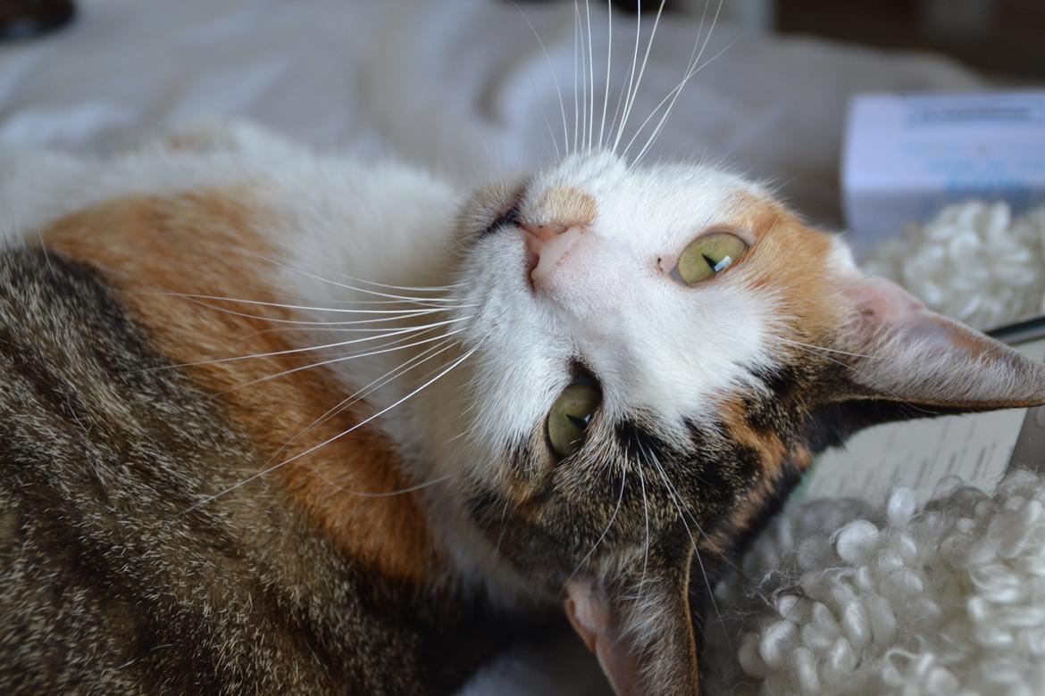 Europé Misse billede 1