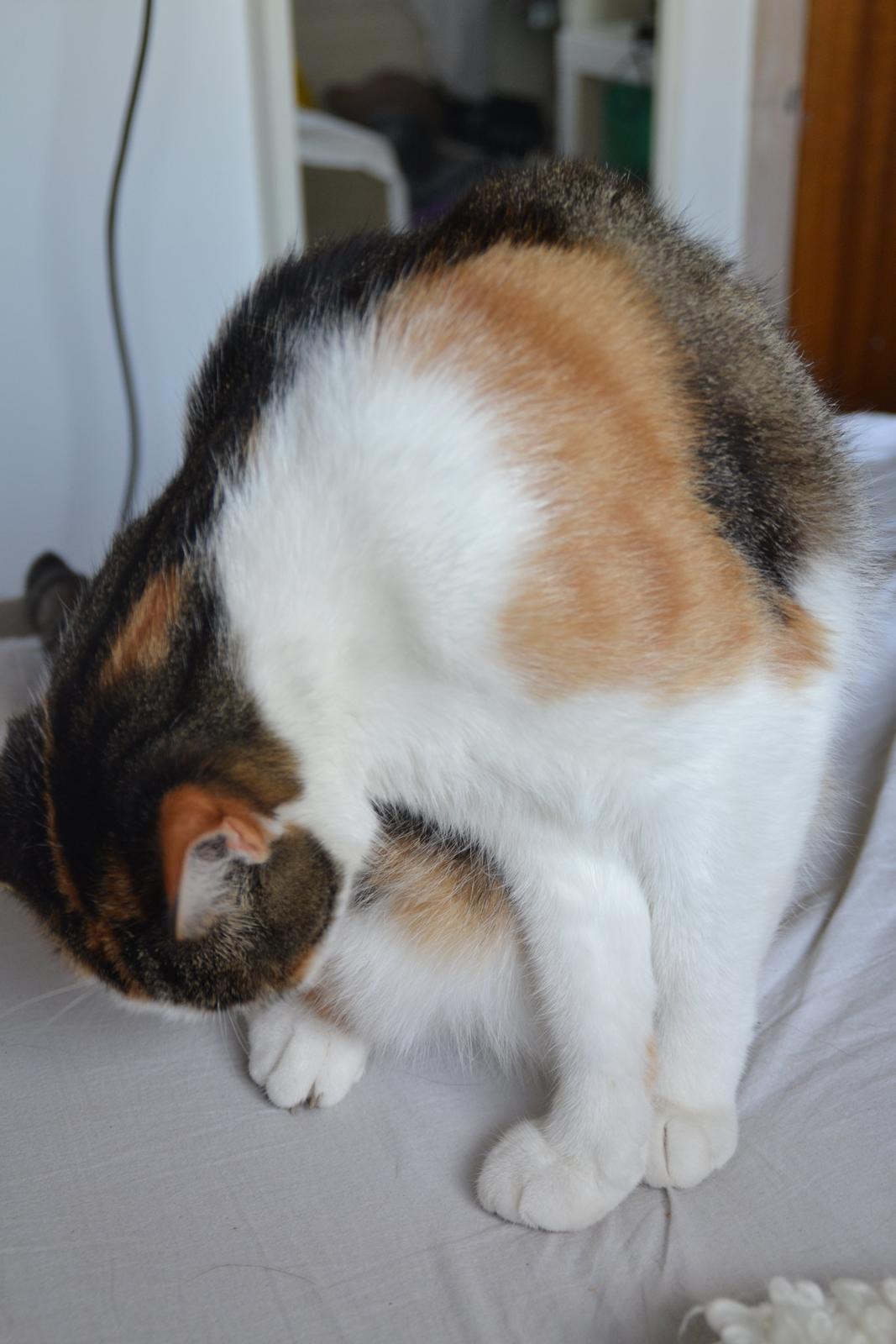 Europé Misse billede 5