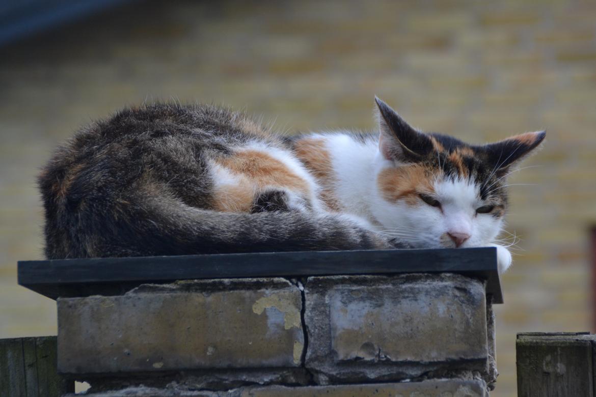 Europé Misse billede 6