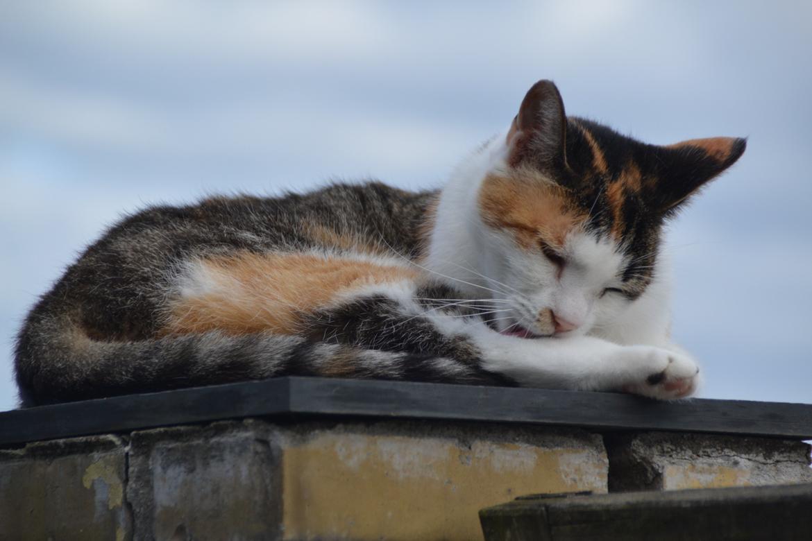 Europé Misse billede 7