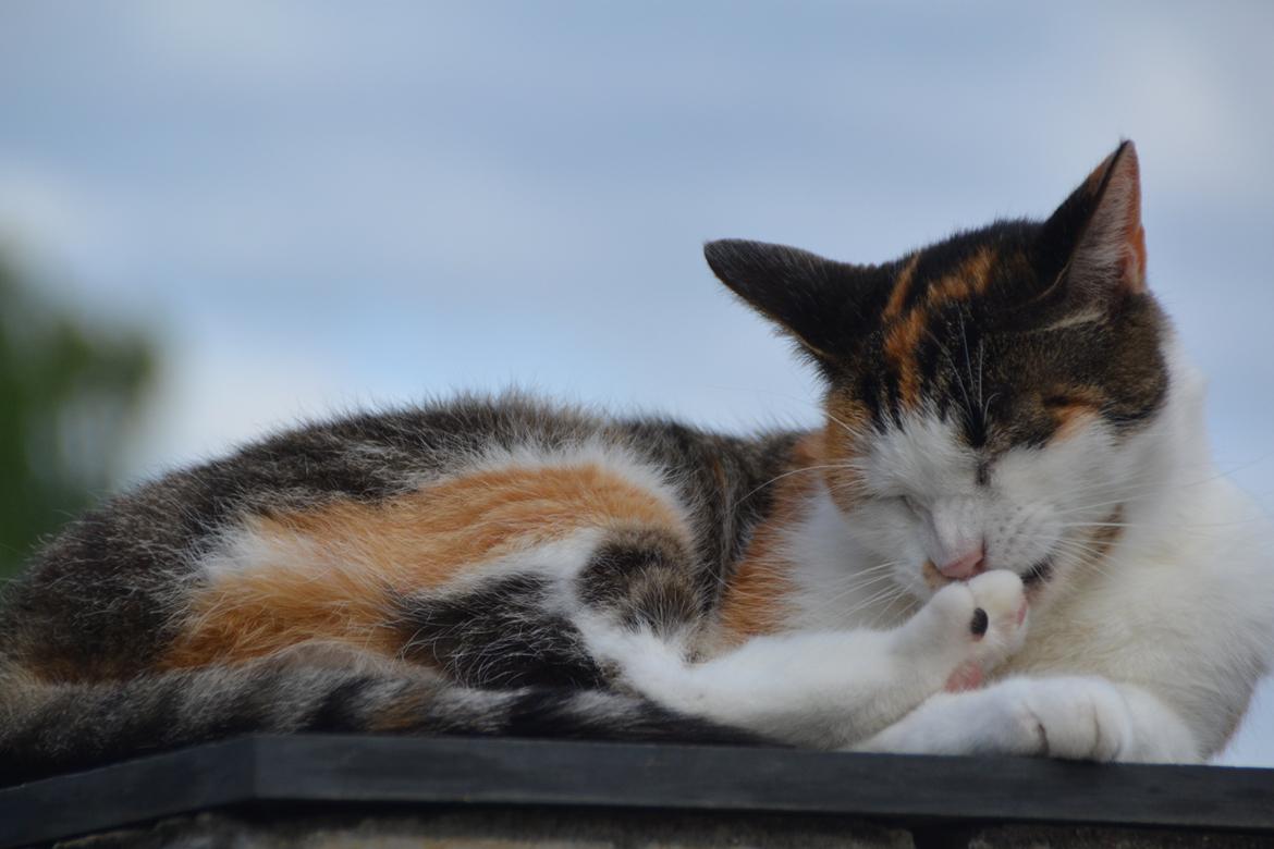 Europé Misse billede 8