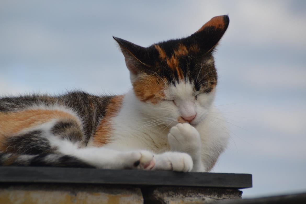 Europé Misse billede 9