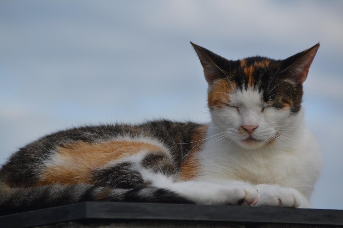 Europé Misse billede 10