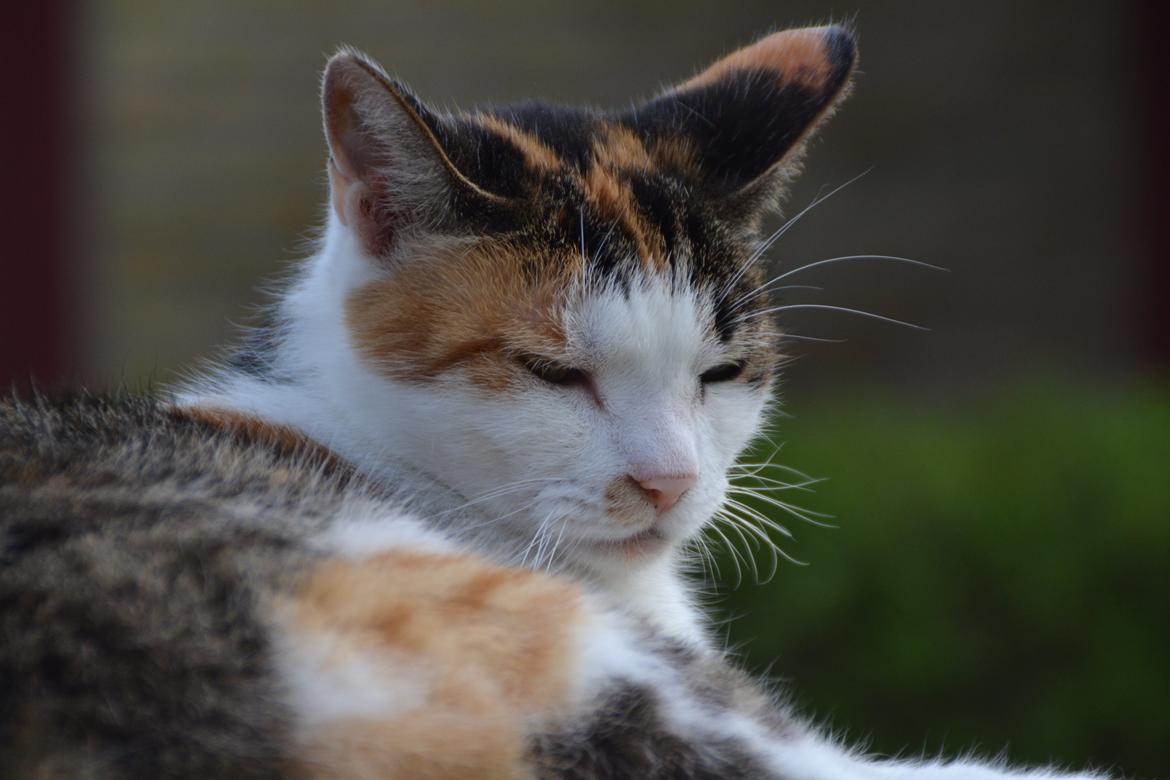 Europé Misse billede 11