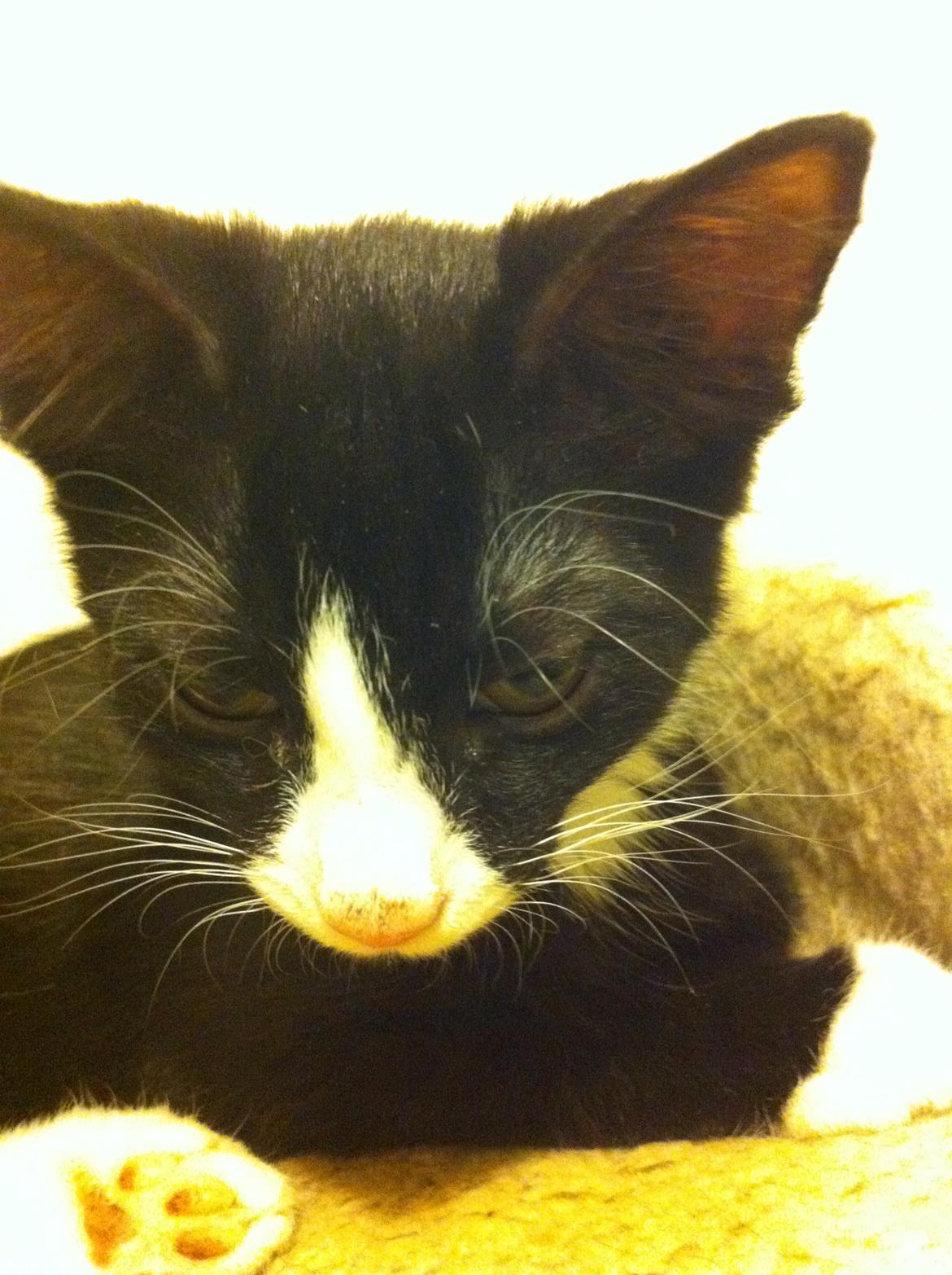 Blanding af racer Tigaro(solgt) hedder Simba nu. billede 14