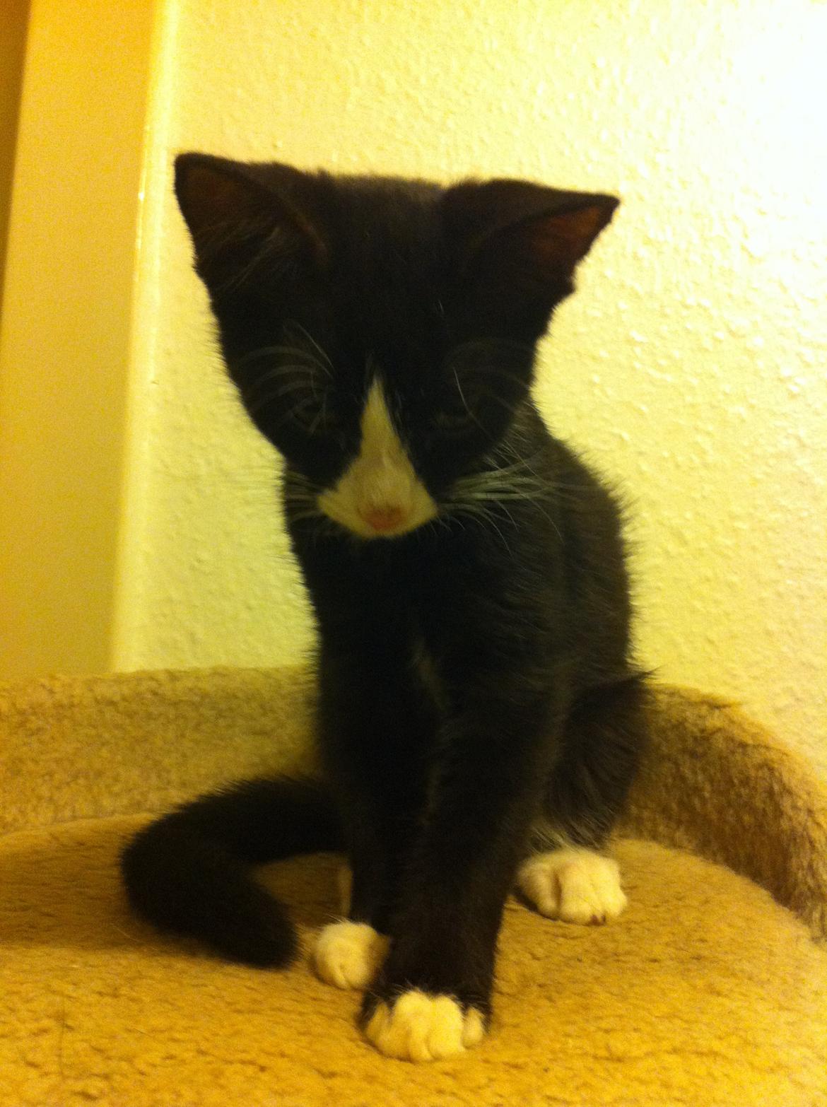 Blanding af racer Tigaro(solgt) hedder Simba nu. billede 15