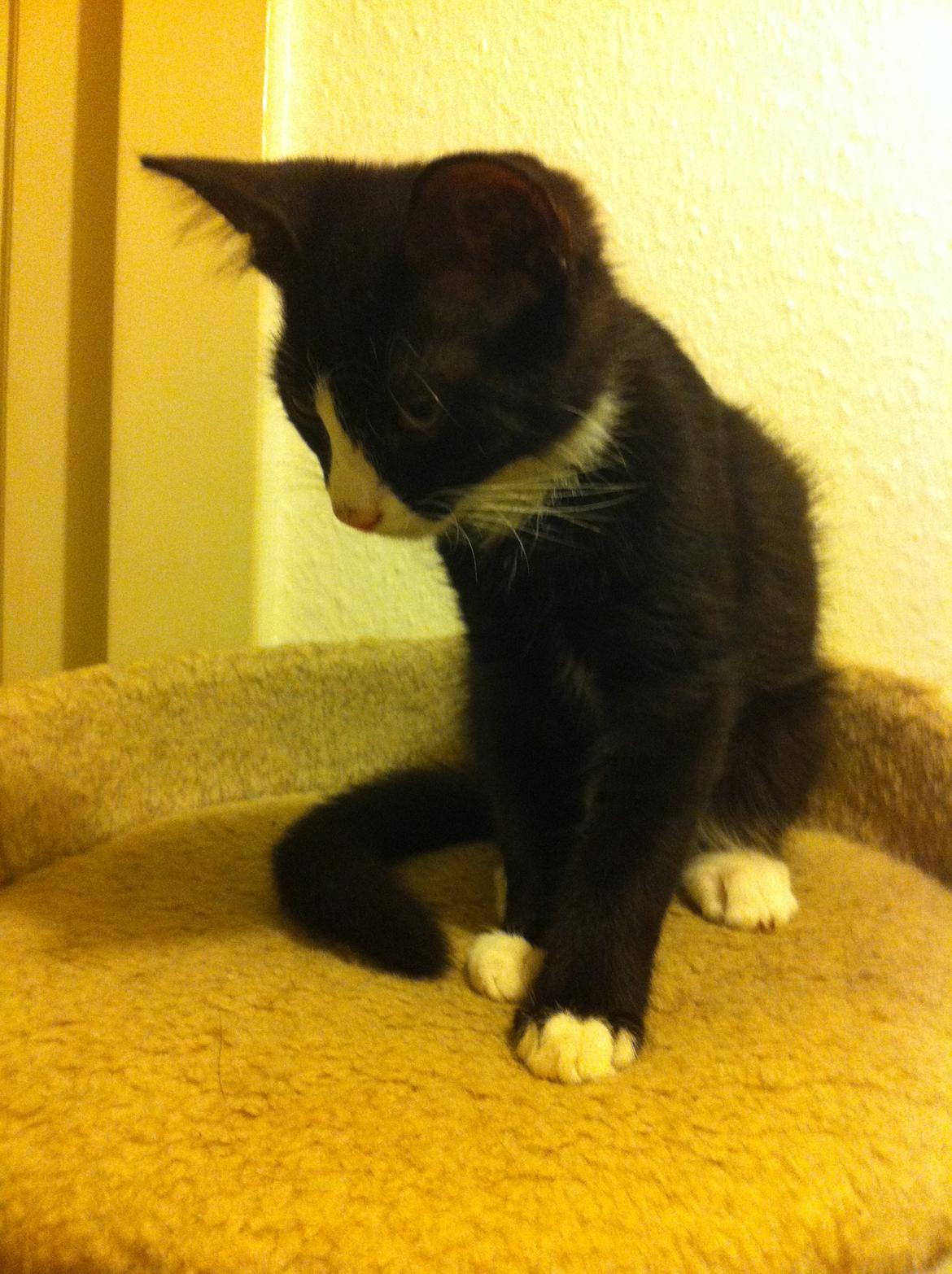 Blanding af racer Tigaro(solgt) hedder Simba nu. billede 16