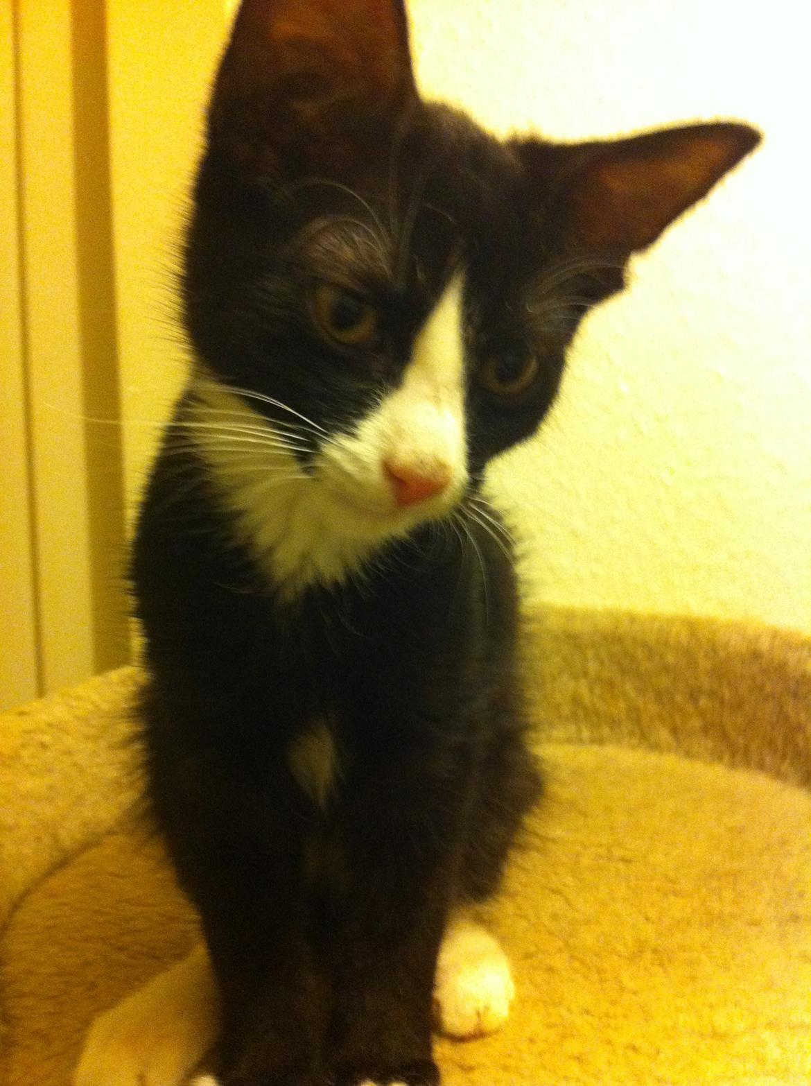 Blanding af racer Tigaro(solgt) hedder Simba nu. billede 17