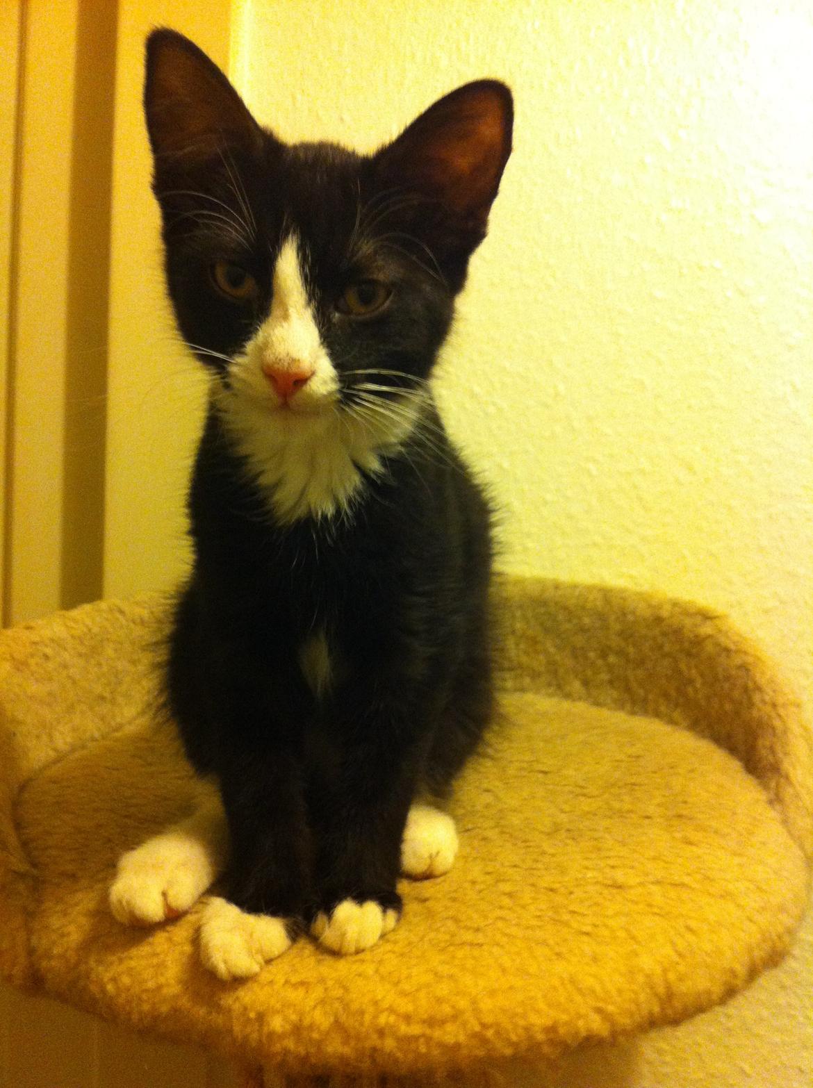 Blanding af racer Tigaro(solgt) hedder Simba nu. billede 1