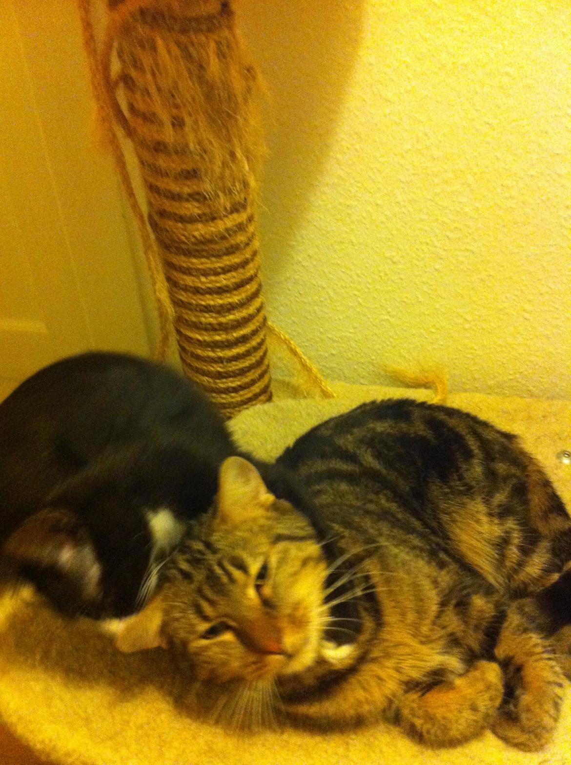 Blanding af racer Tigaro(solgt) hedder Simba nu. billede 19