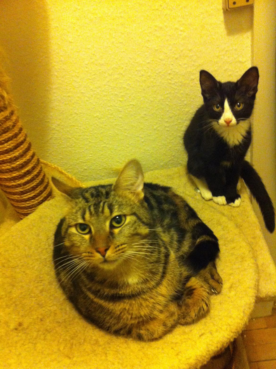 Blanding af racer Tigaro(solgt) hedder Simba nu. billede 18