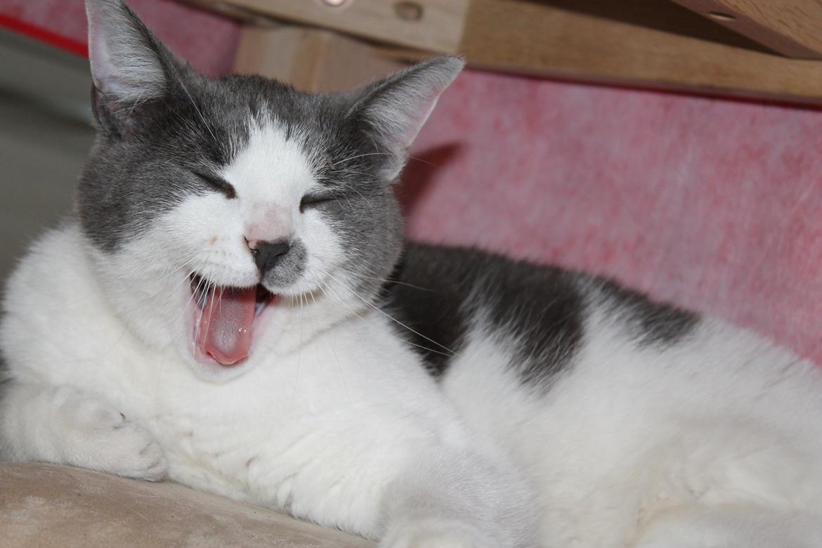 Huskat Disa billede 7