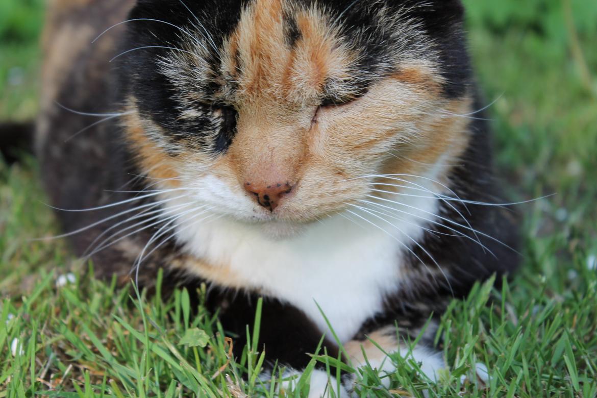 Huskat Marie billede 9