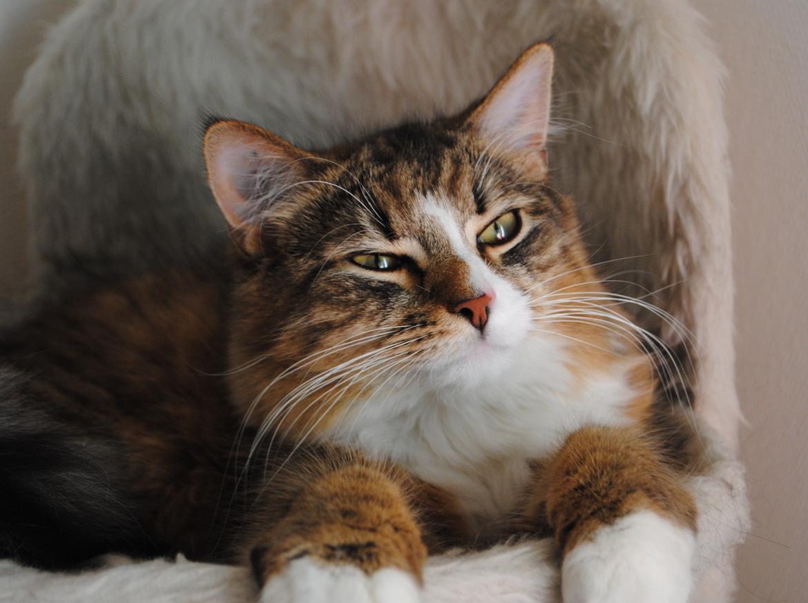 Blanding af racer Pivert billede 2