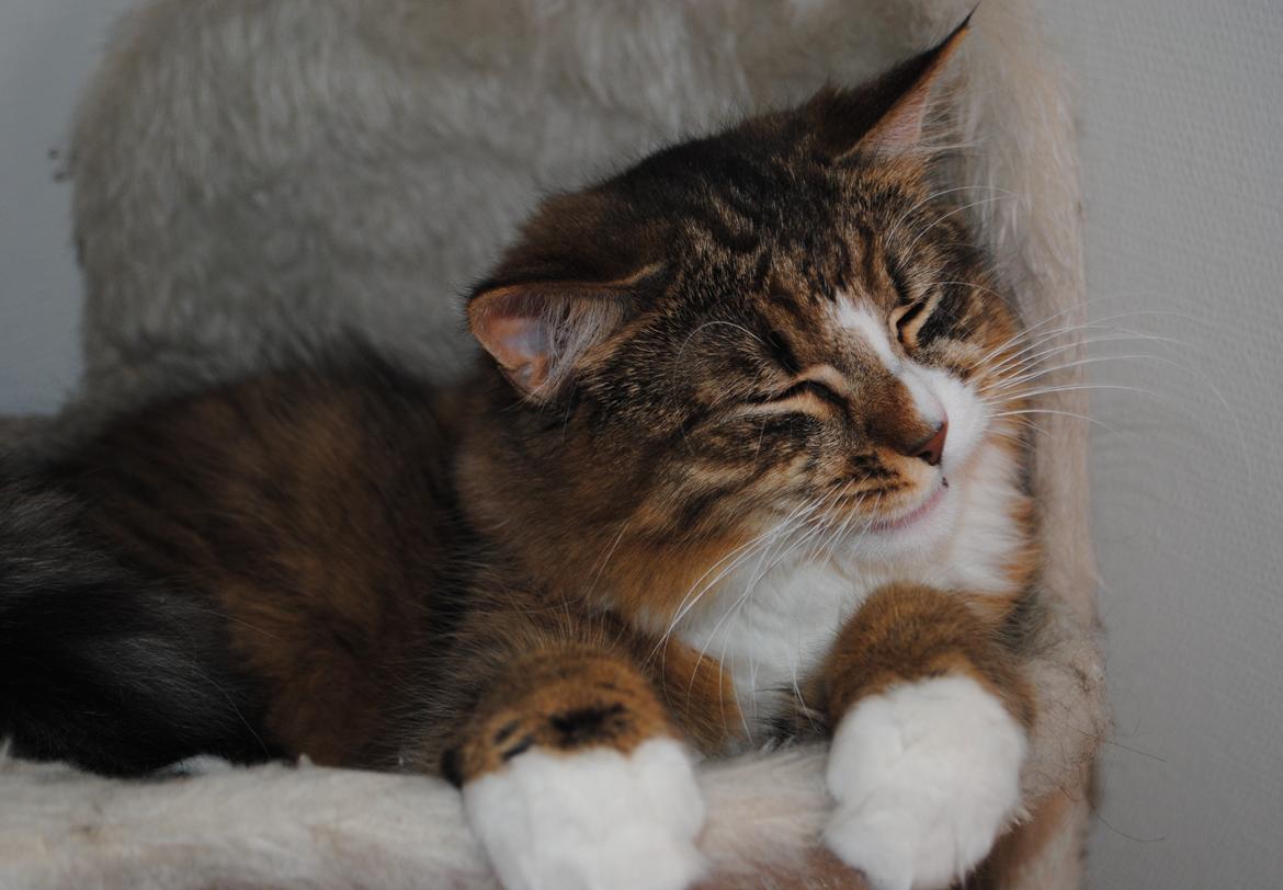 Blanding af racer Pivert billede 3