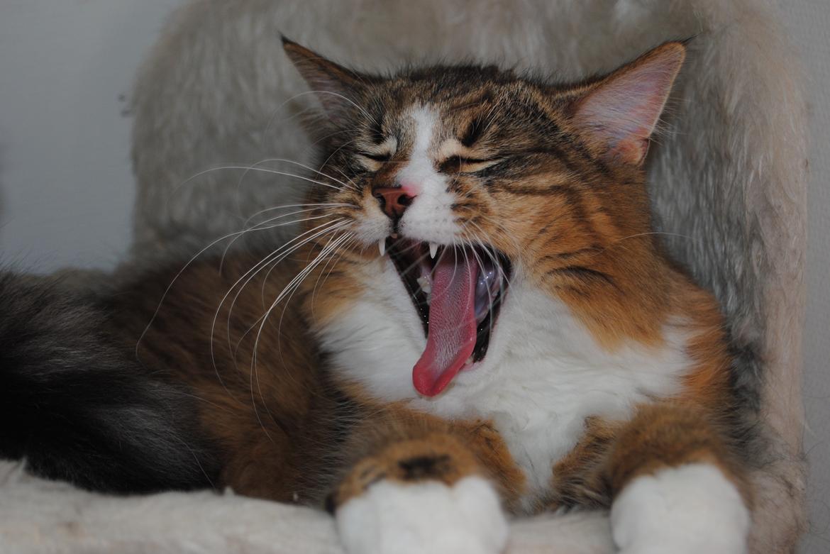 Blanding af racer Pivert billede 4