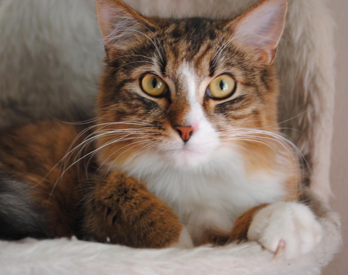 Blanding af racer Pivert billede 1