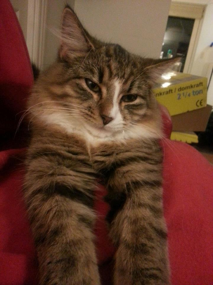 Blanding af racer Pivert billede 5