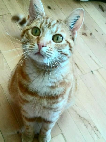 Huskat Teemo billede 1