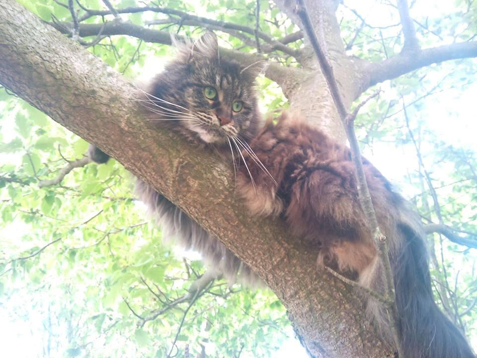 Maine Coon Hannah - Nyder det dejlige vejr! billede 2