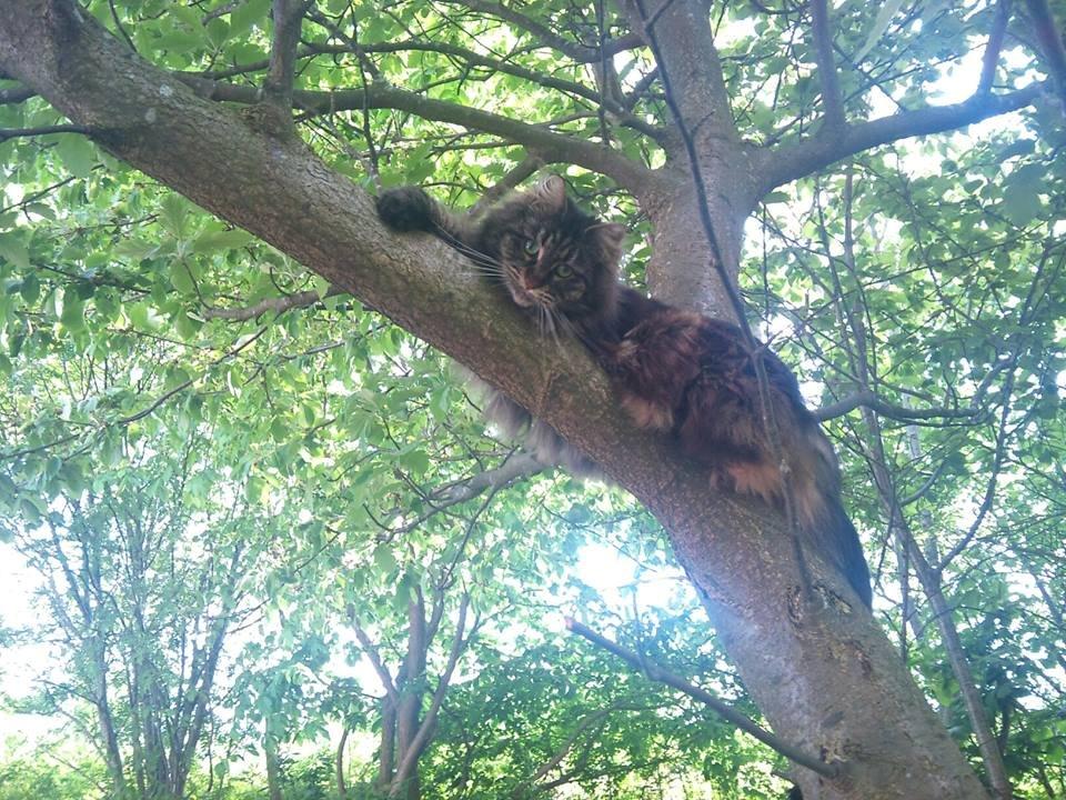 Maine Coon Hannah billede 1