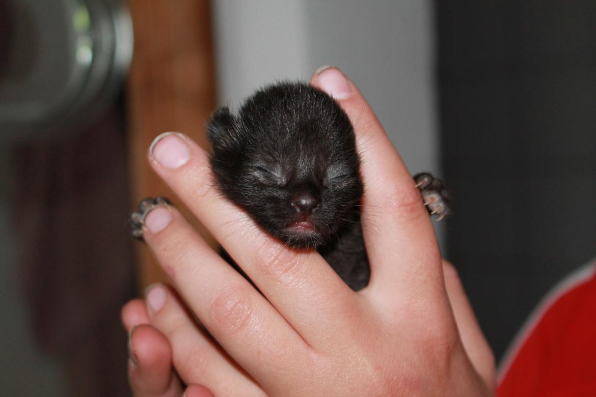 Huskat Nezita - 26-05-2013 billede 2