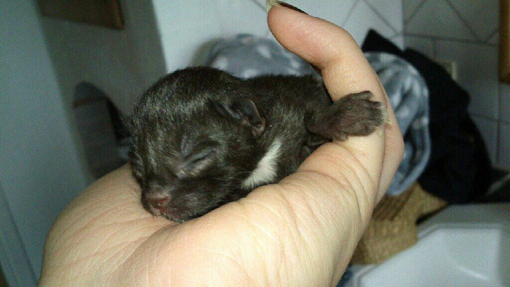 Huskat Nezita - 1 dag gammel :3.
19-05-2013 billede 6