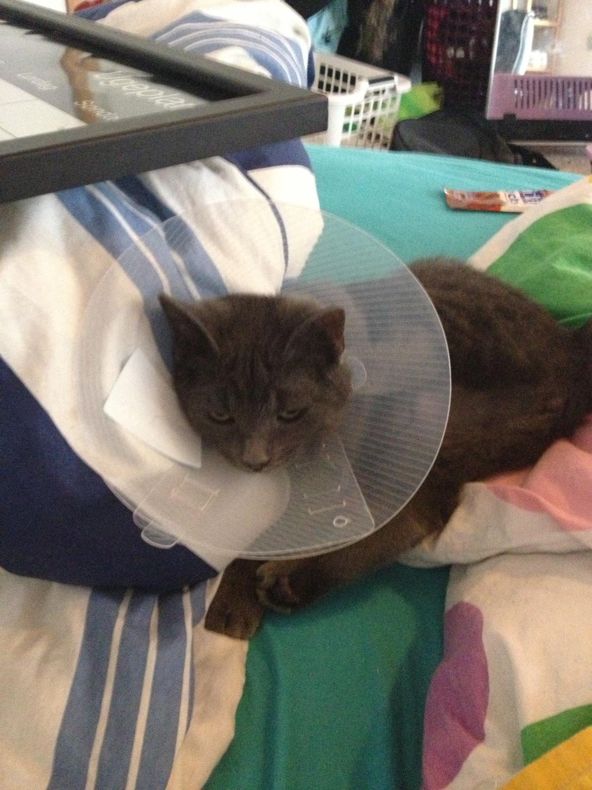 Huskat Sissleja billede 1