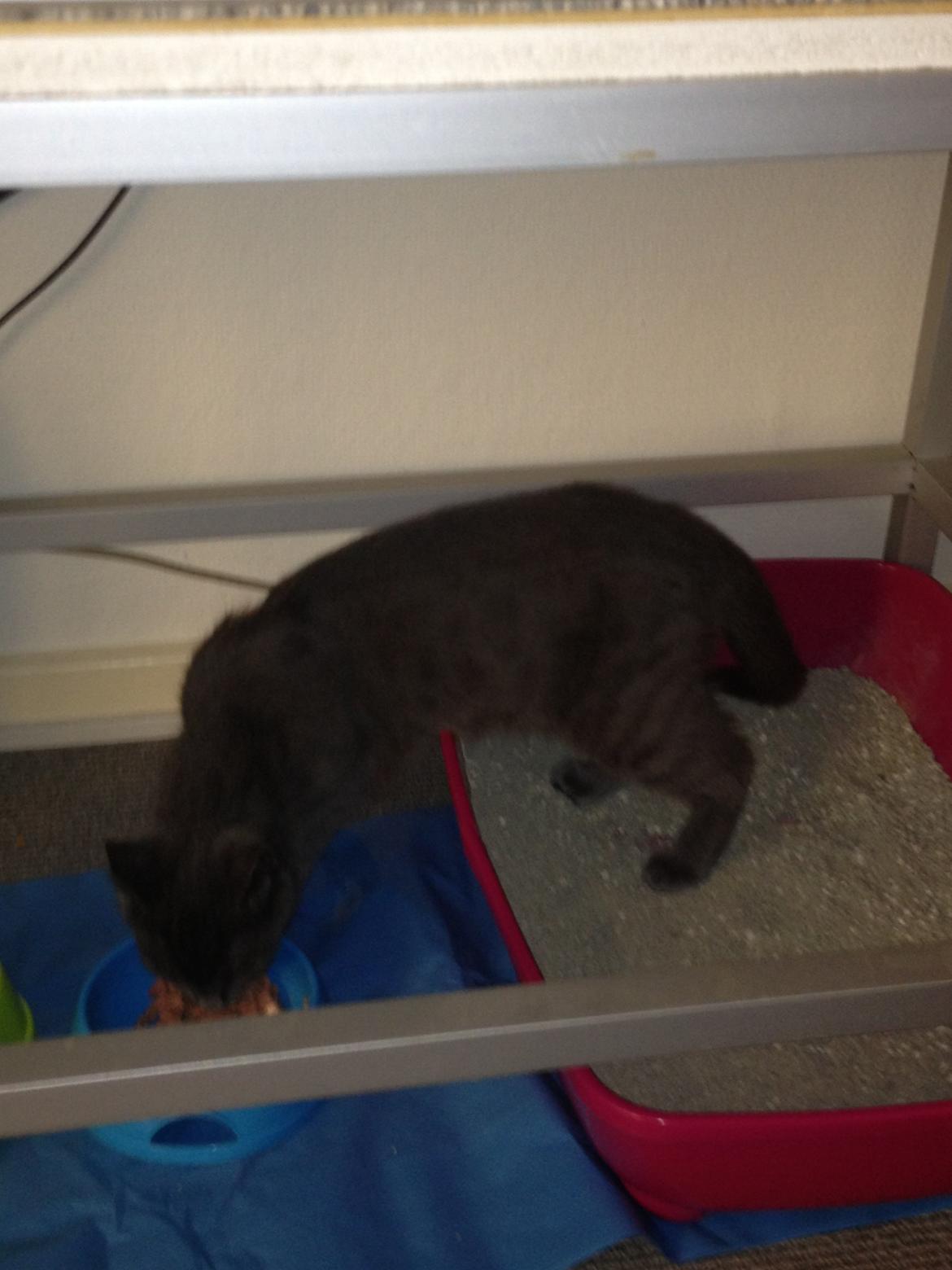 Huskat Sissleja billede 2