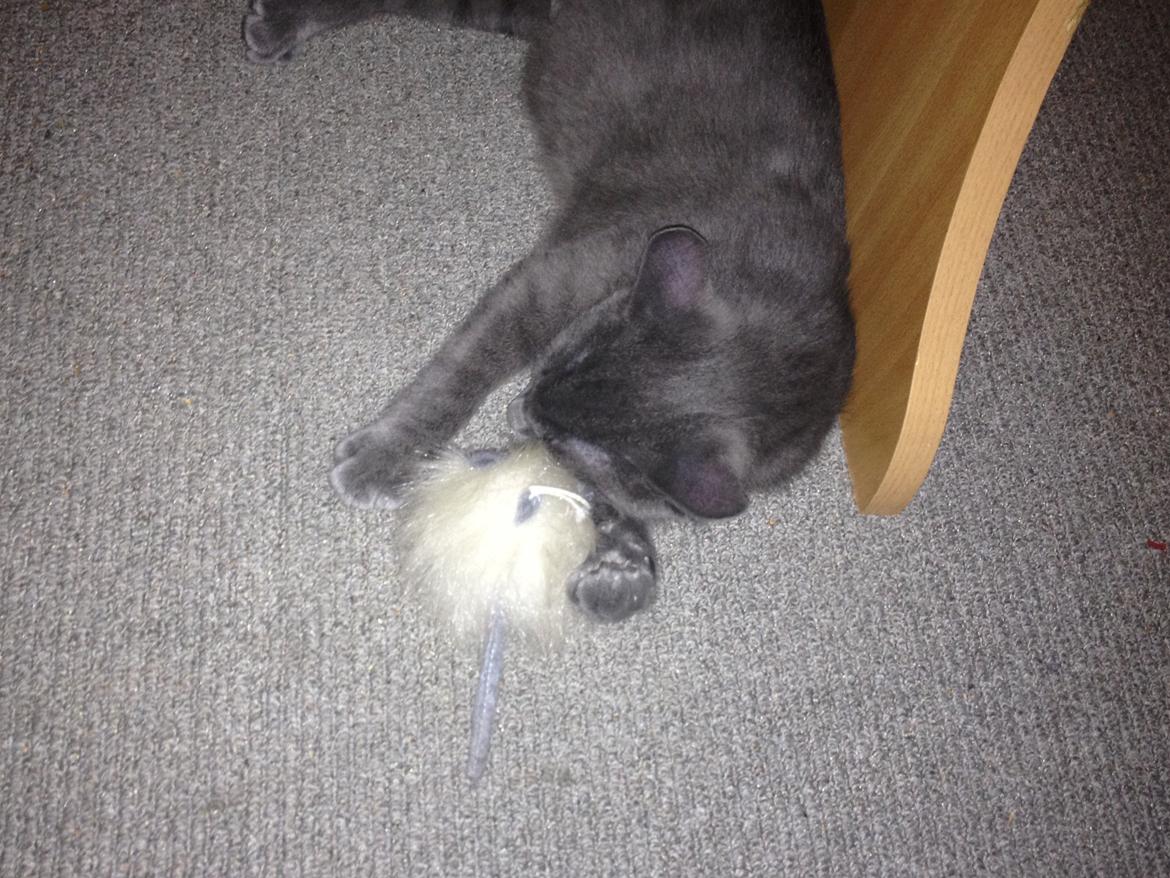 Huskat Sissleja billede 3