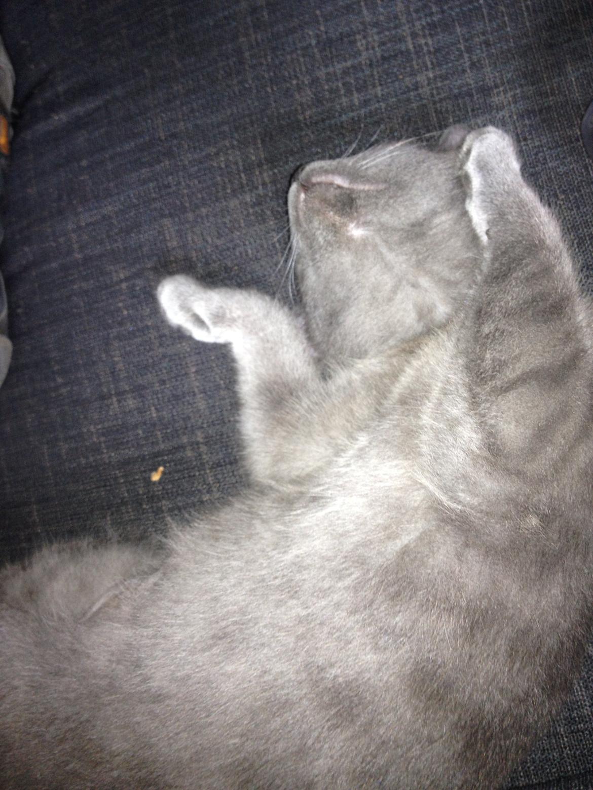 Huskat Sissleja billede 4