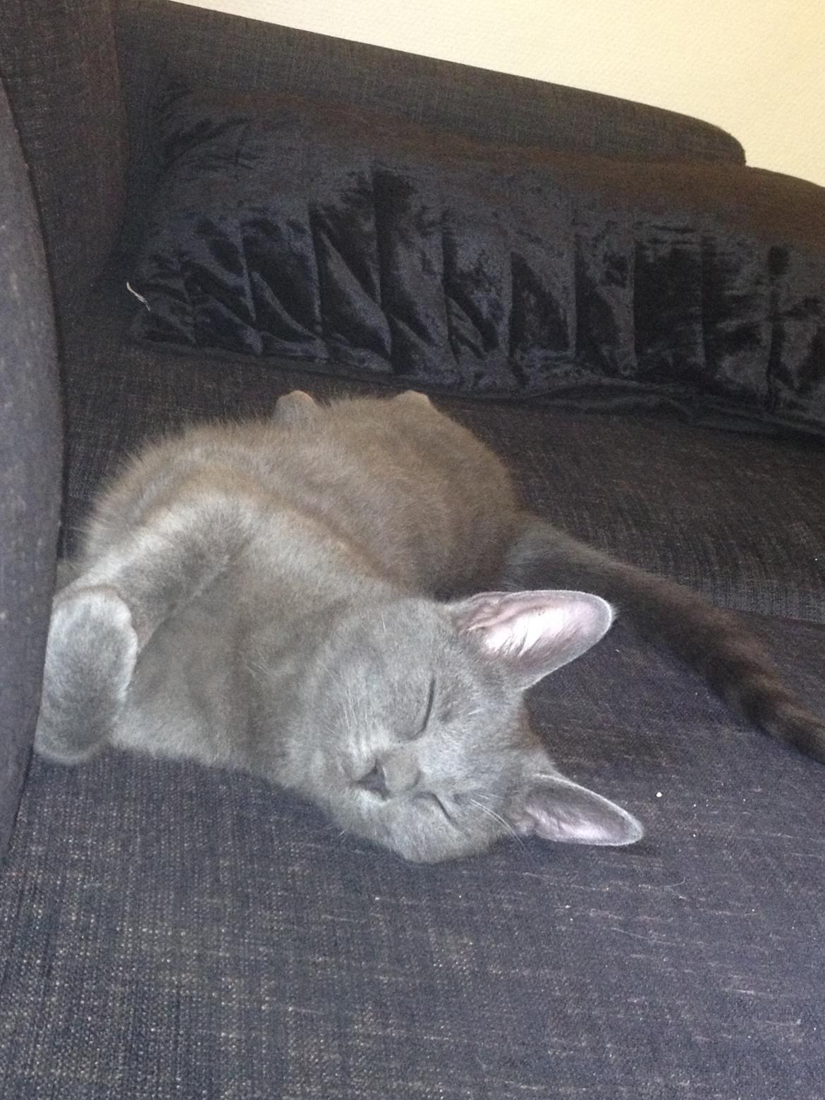 Huskat Sissleja billede 6