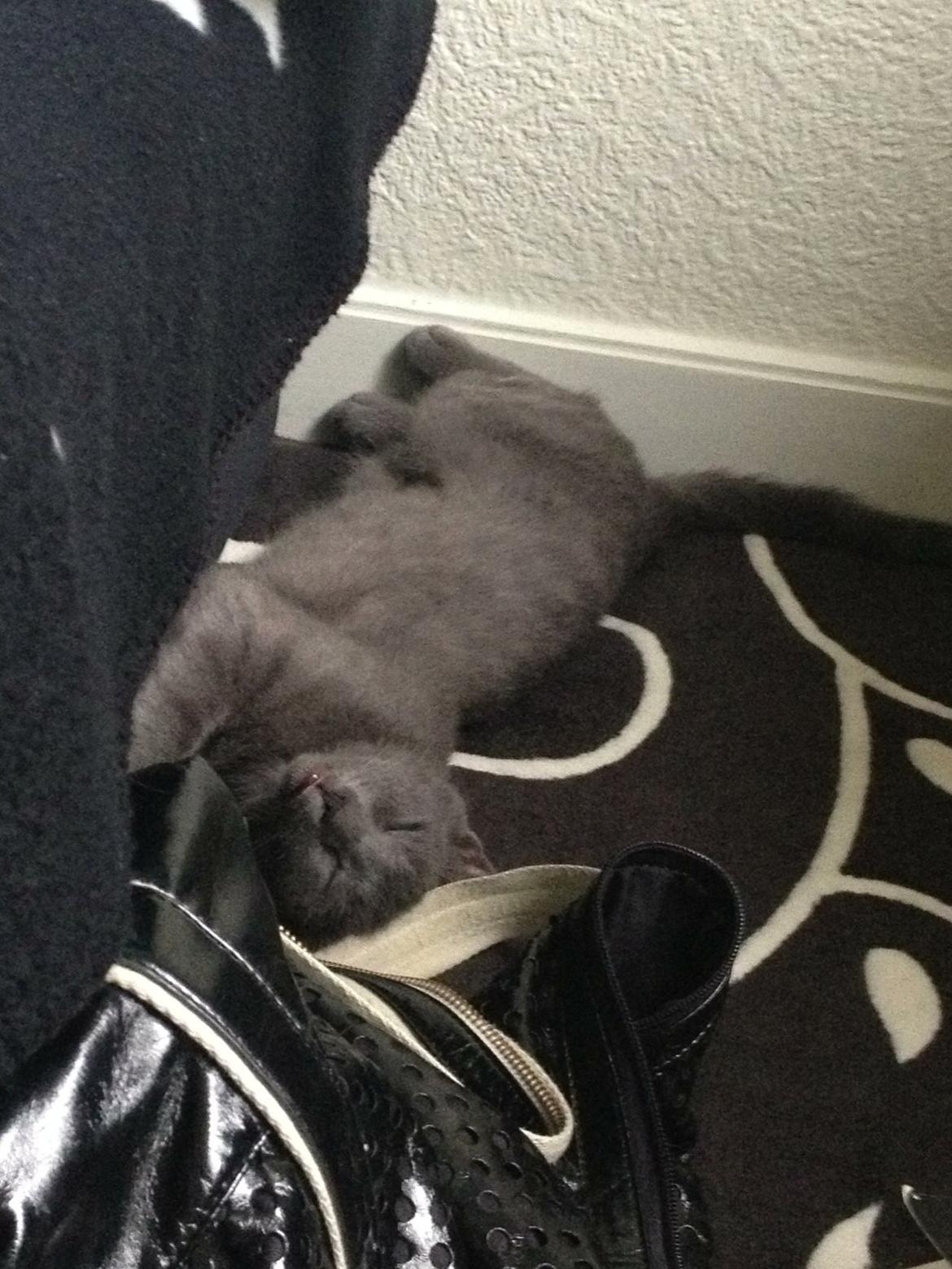 Huskat Sissleja billede 7