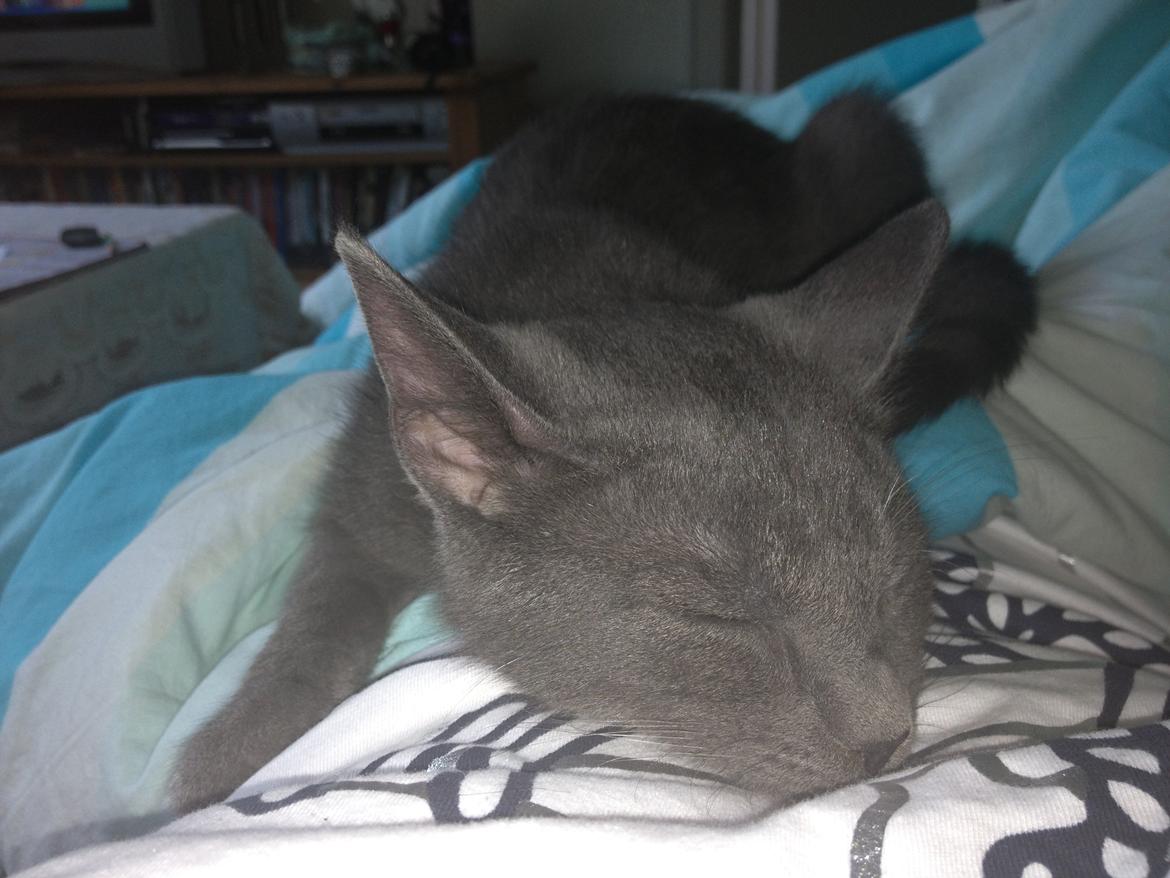 Huskat Sissleja billede 8