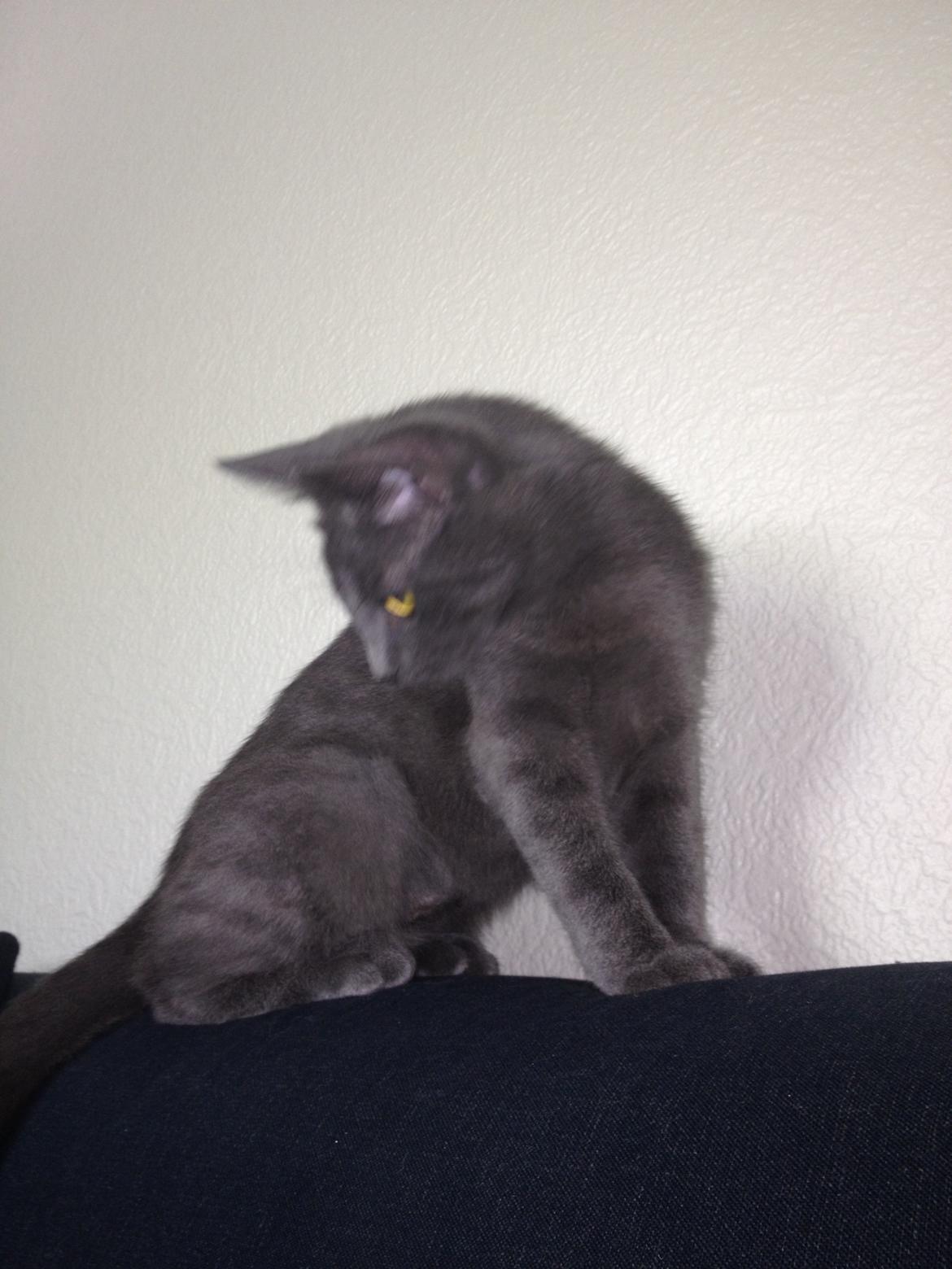 Huskat Sissleja billede 9