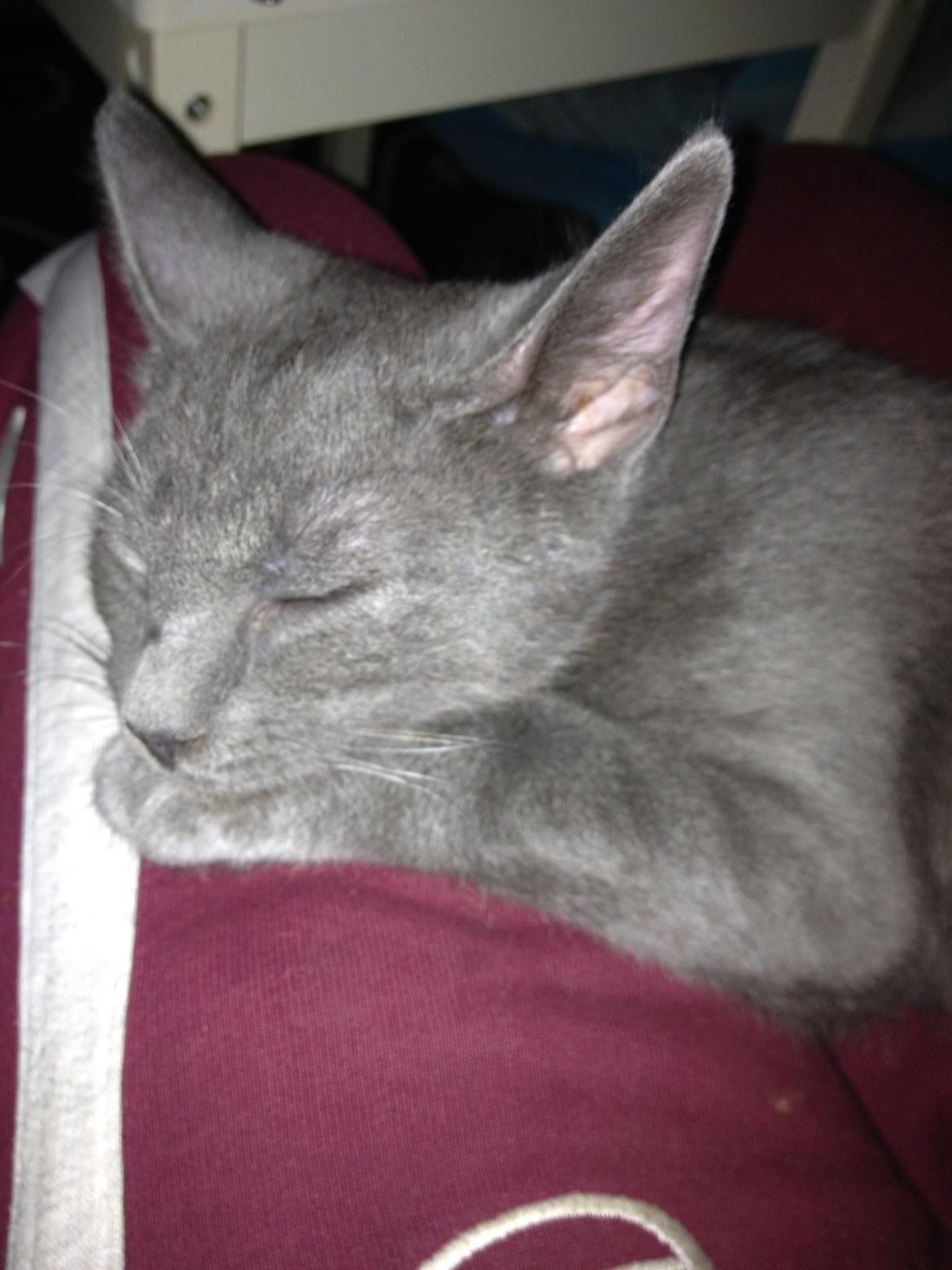 Huskat Sissleja billede 10