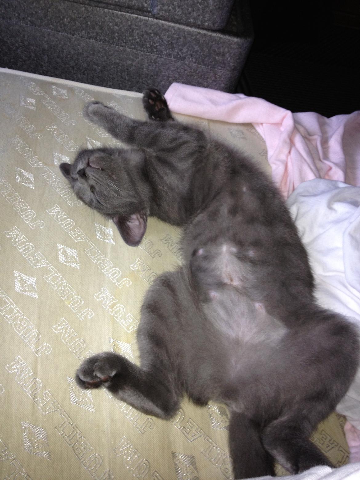 Huskat Sissleja billede 11