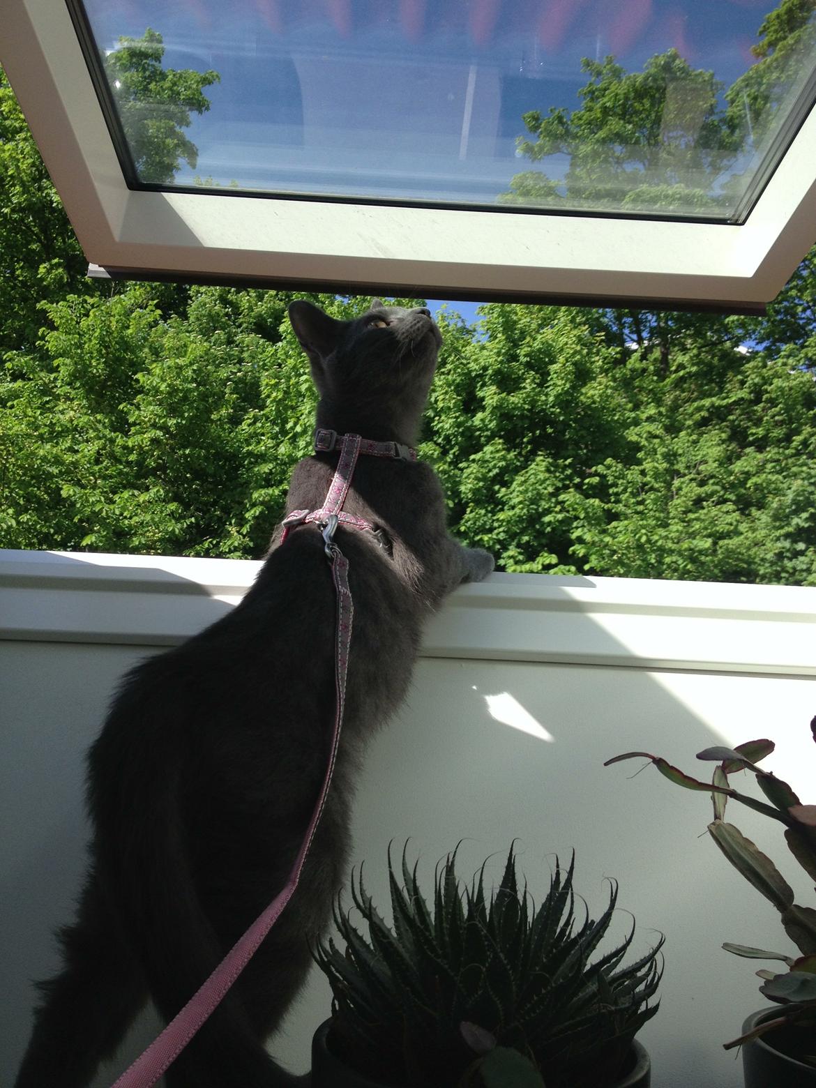 Huskat Sissleja billede 12