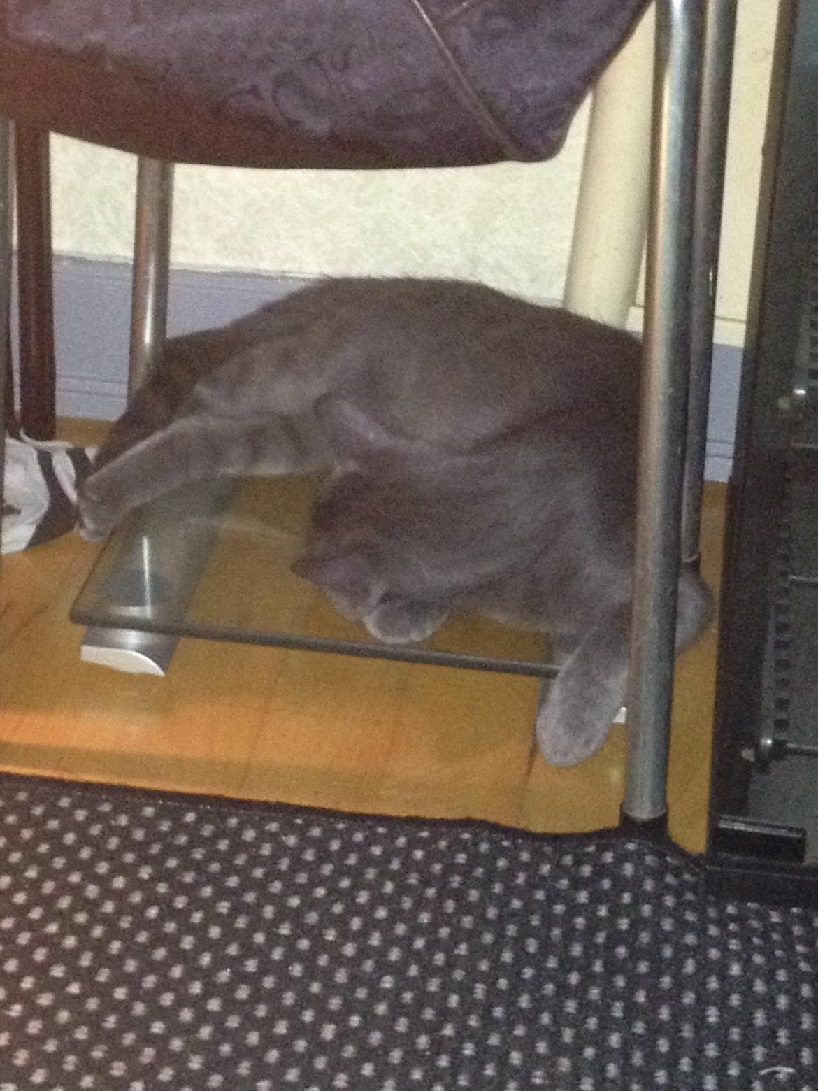 Huskat Sissleja billede 13