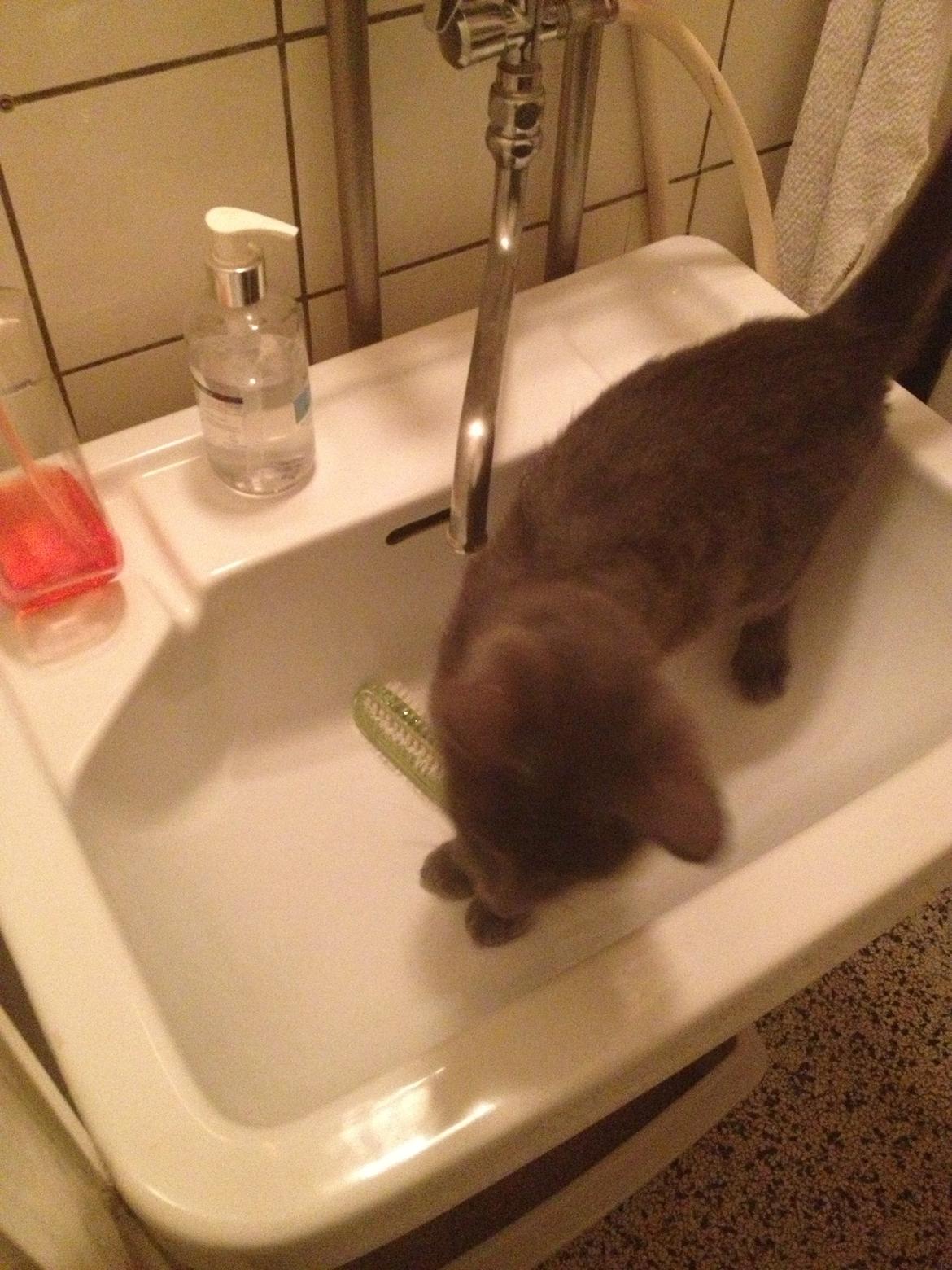 Huskat Sissleja billede 14