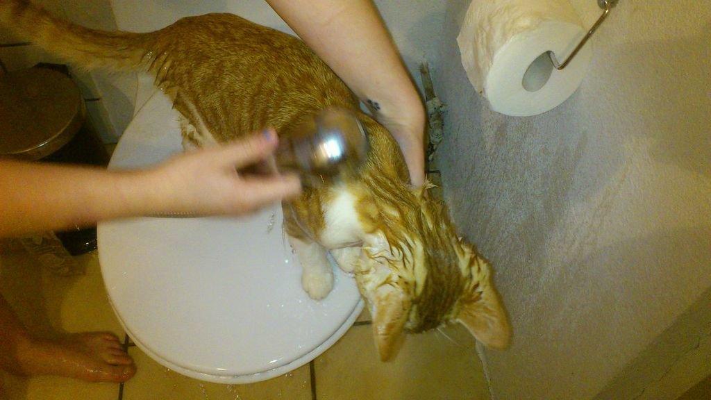 Huskat Ramses billede 15