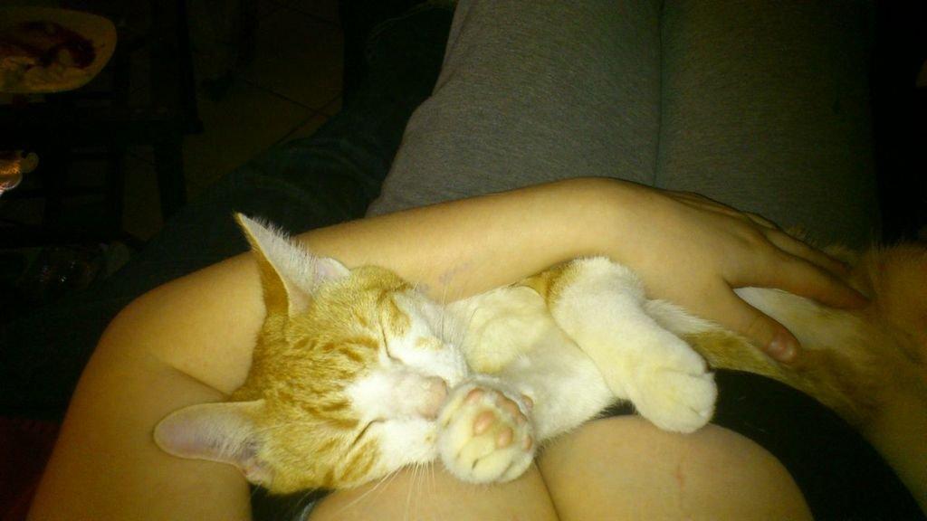 Huskat Ramses billede 16