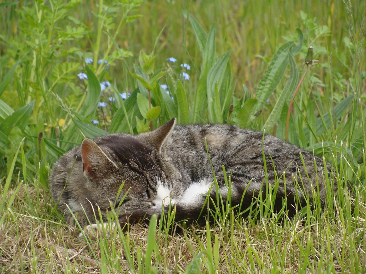 Huskat Harley billede 20