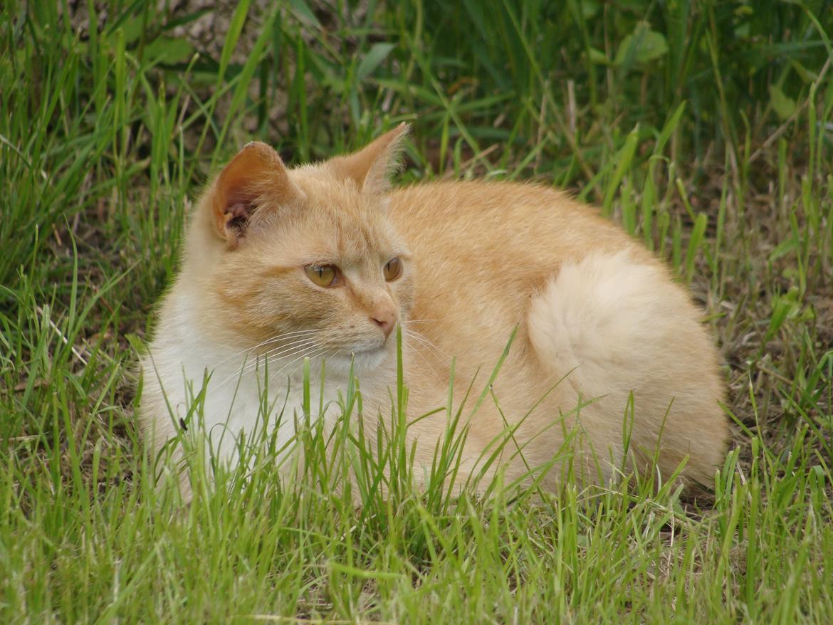 Huskat Hutson billede 14