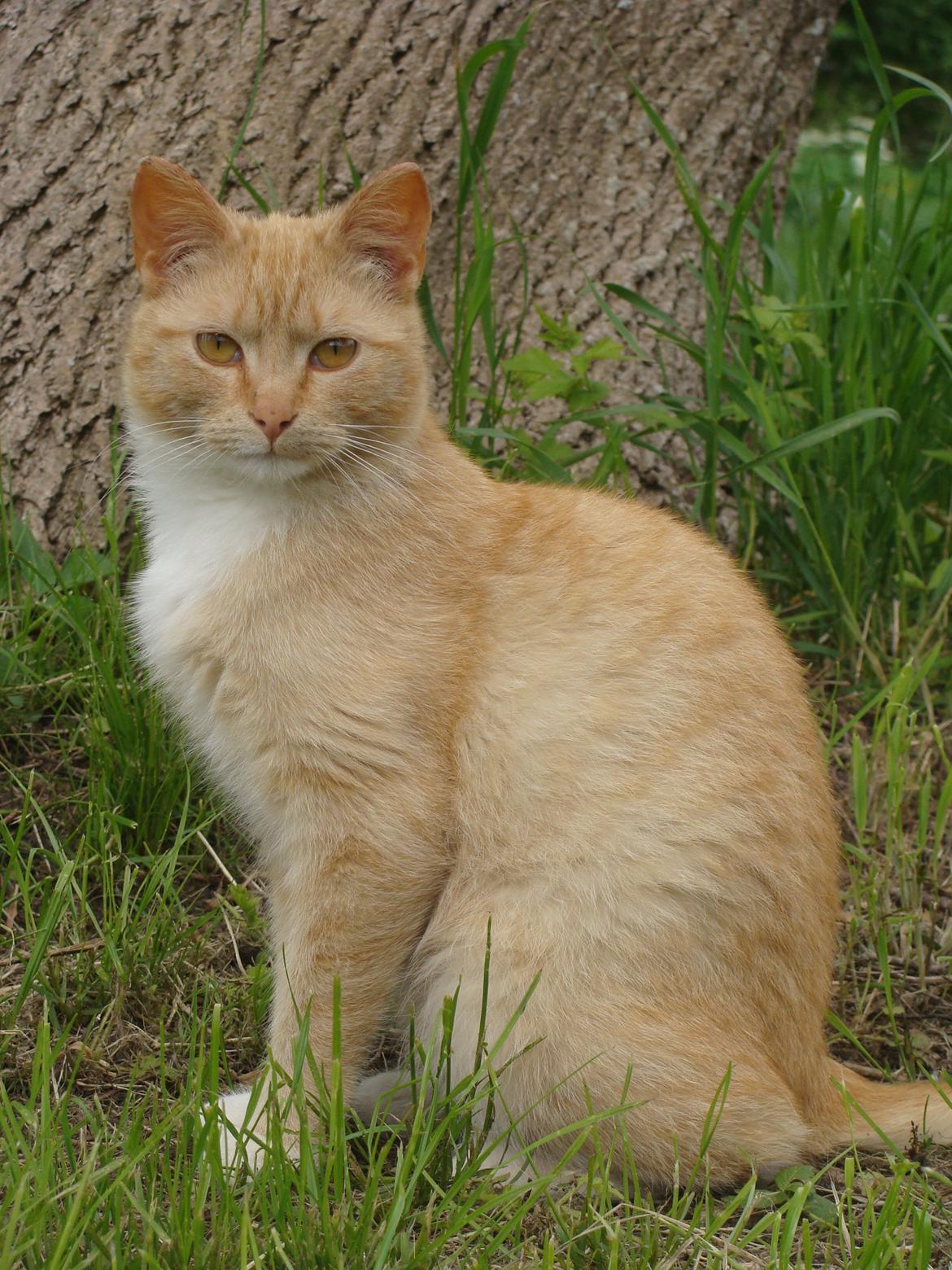 Huskat Hutson billede 1