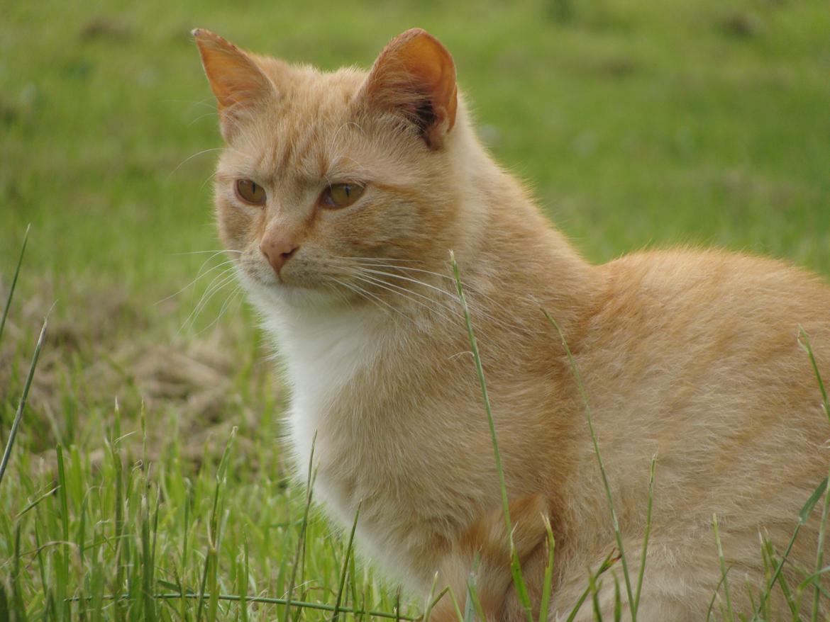 Huskat Hutson billede 19